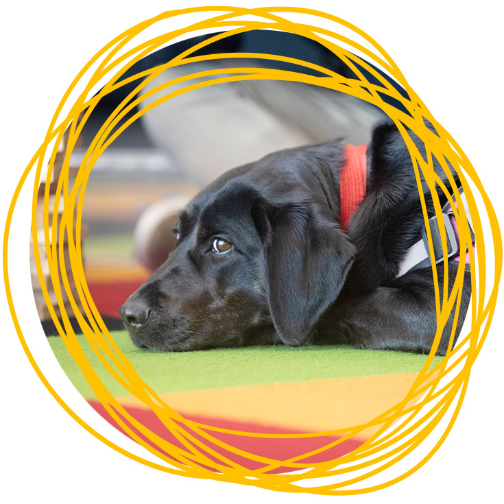 Inky, the school therapy dog at St Michael's Primary School Blacktown South